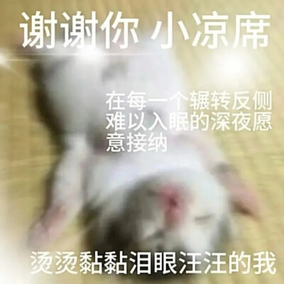 猫猫表情包