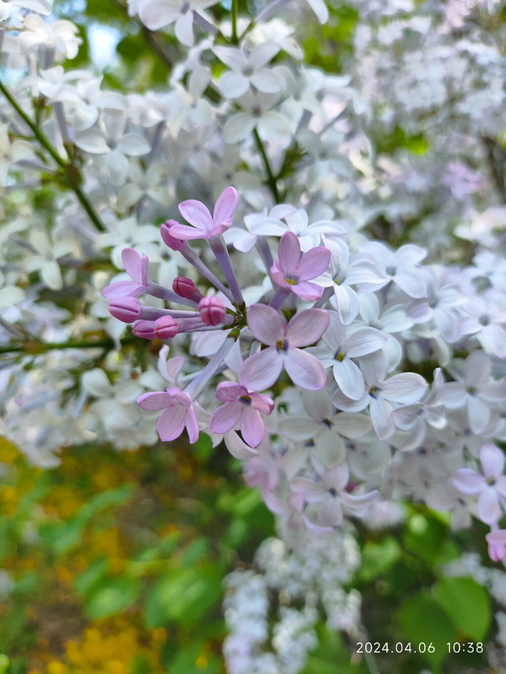 丁香花