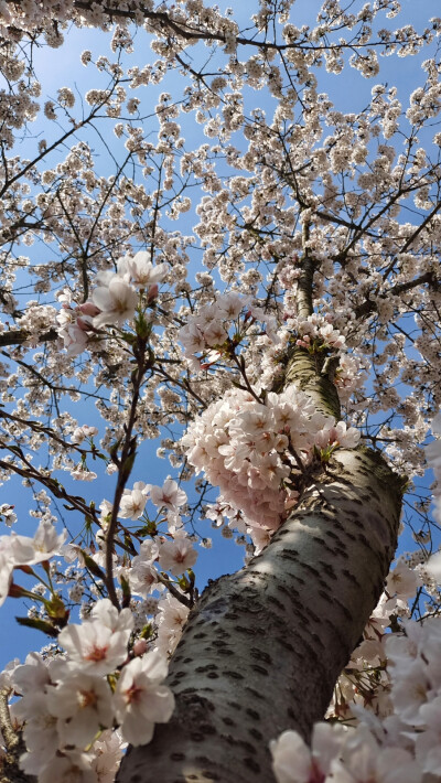 山樱如美人，红颜易消歇。樱花，一种高尚的花，她是美丽与智慧的化身。朵朵花开正骄艳，浓情 色彩四月天。恋人留影樱树下，情深蜜意醉心田。仲春大地尽飞花，游客喜欢赏樱花。满树烂漫胜仙景，如云似霞众人夸。昨日…