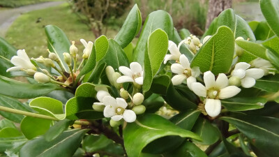 春满庐陵：海桐花开