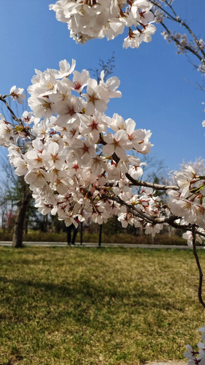 山樱如美人，红颜易消歇。樱花，一种高尚的花，她是美丽与智慧的化身。朵朵花开正骄艳，浓情 色彩四月天。恋人留影樱树下，情深蜜意醉心田。仲春大地尽飞花，游客喜欢赏樱花。满树烂漫胜仙景，如云似霞众人夸。昨日…