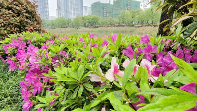 春满庐陵：杜鹃花开扮靓吉安城南白鹭园