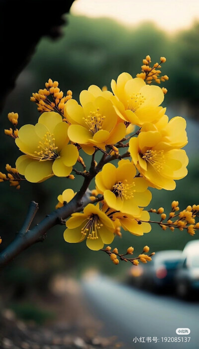 花草