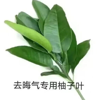 搞笑聊天表情包