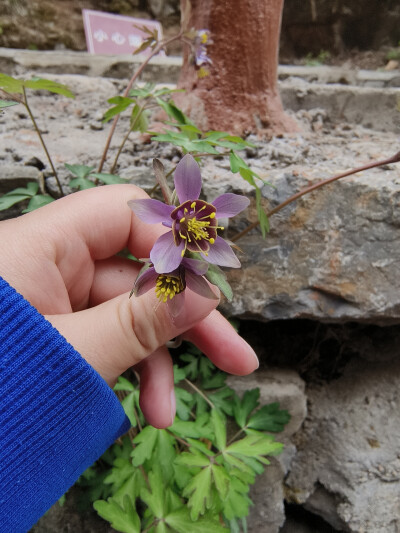 耧斗菜2024.4.5 清风峡