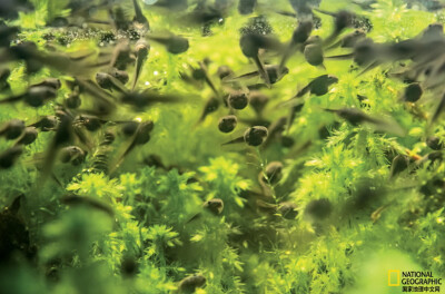 《春池里的童年》
早春，一群蝌蚪在春池里的泥炭藓、落叶、枯枝间穿梭游弋。长到成熟后，大多数蛙会返回自己出生的池塘繁殖。摄影：Tristan Spinski