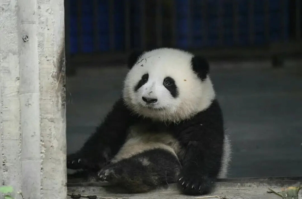 猪八花 狐狸花 炸毛花