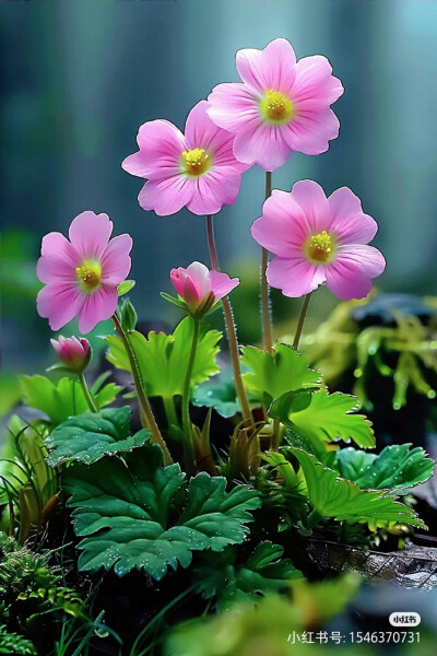 花草