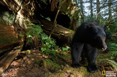 《来点树汁》
加利福尼亚州，一只黑熊在剥掉红杉树皮以获取树液。摄影：Michael Nichols
