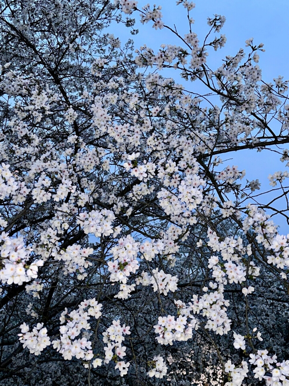 背景图 蓝调时刻