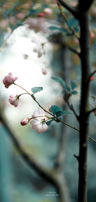 海棠依旧