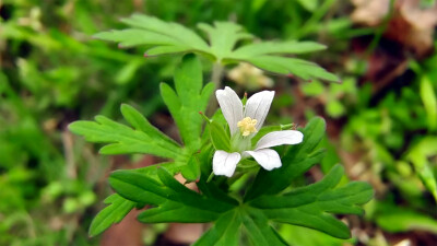 小花也可爱：“野老鹳草”欣赏