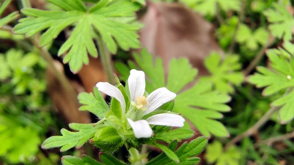 小花也可爱：“野老鹳草”欣赏