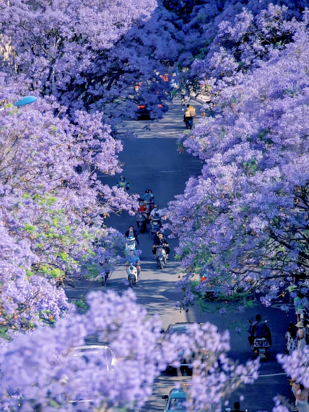 浪漫的蓝花楹海 ​