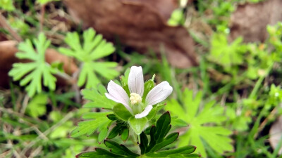 小花也可爱：“野老鹳草”欣赏