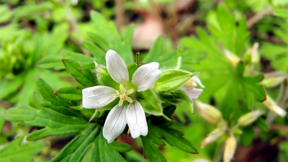 小花也可爱：“野老鹳草”欣赏