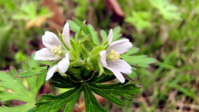 小花也可爱：“野老鹳草”欣赏