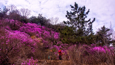 映山迎红杜鹃。探索自然的小秘密，邂逅一场视觉盛宴！在五莲县九仙山风景区：一个隐藏在四面环山的山坳里，南侧山坡上开满了迎红杜鹃。集中位置的花朵宛如公主般高贵，与周围的松树形成绝美的对比。深绿色的针叶与粉…