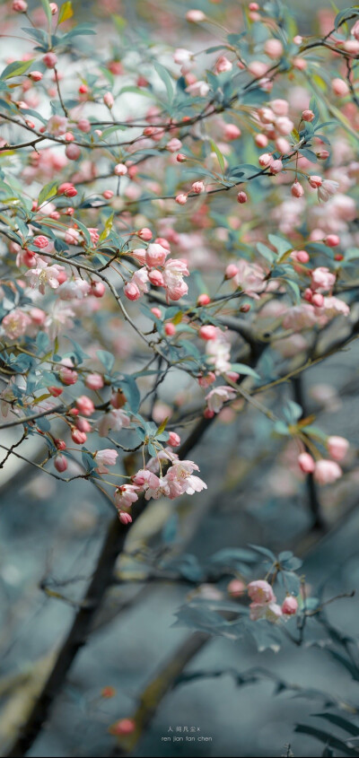 海棠依旧