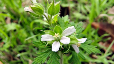 小花也可爱：“野老鹳草”欣赏