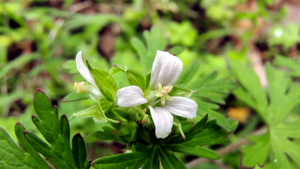 小花也可爱：“野老鹳草”欣赏