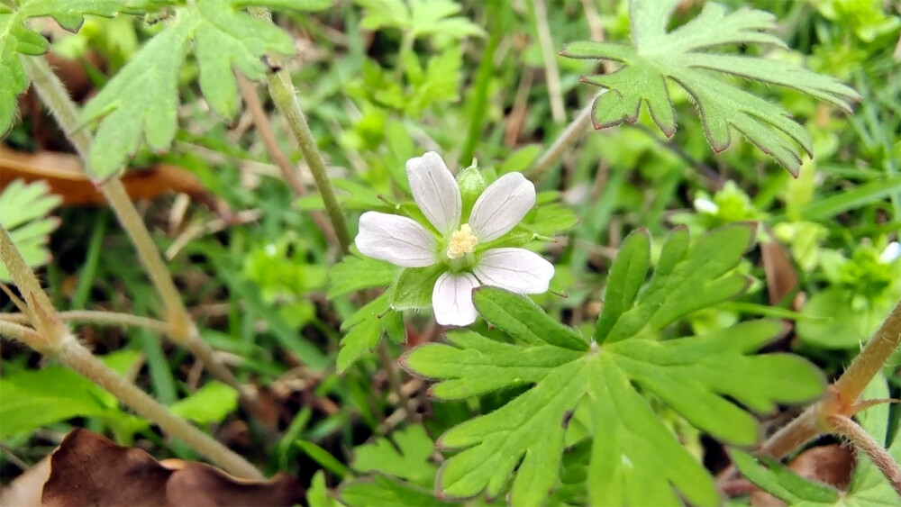 小花也可爱：“野老鹳草”欣赏