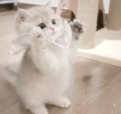 宝宝你是一只可爱的小猫~