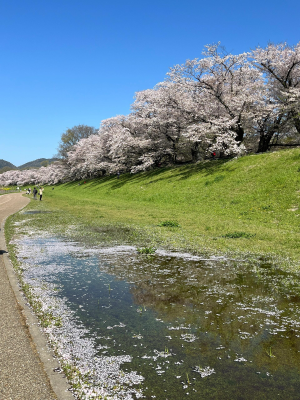 背景图