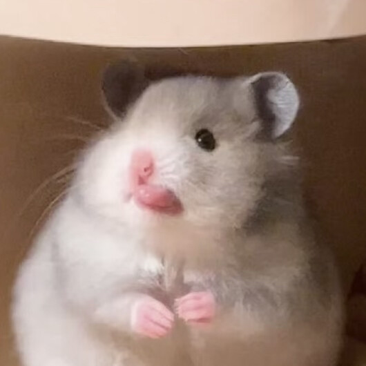 可爱 金丝熊 仓鼠 情侣头像