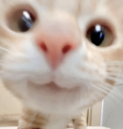 宝宝你是一只可爱的小猫~