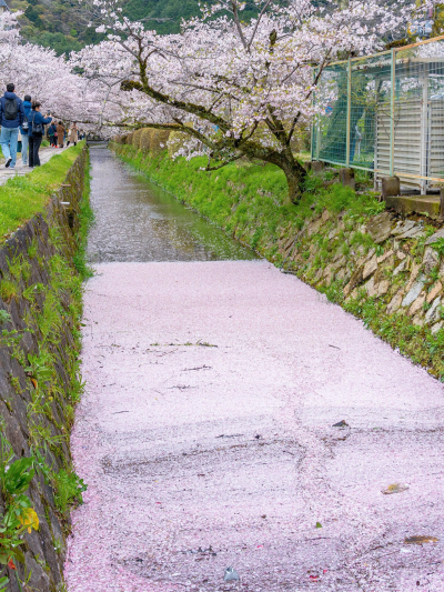 只有日本