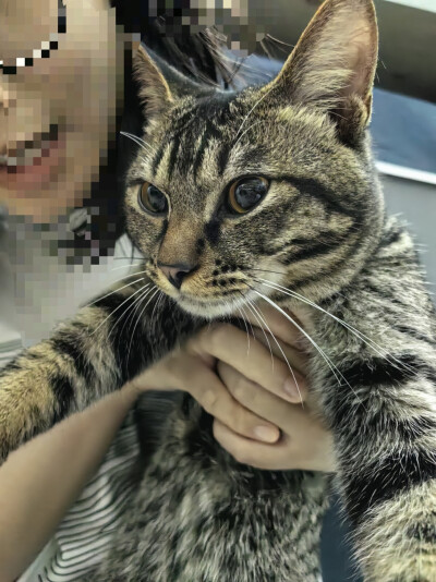 (ฅ◑ω◑ฅ)这只猫猫我爱了