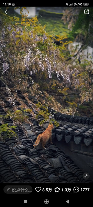 房顶的猫