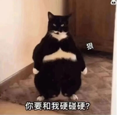 猫猫表情包