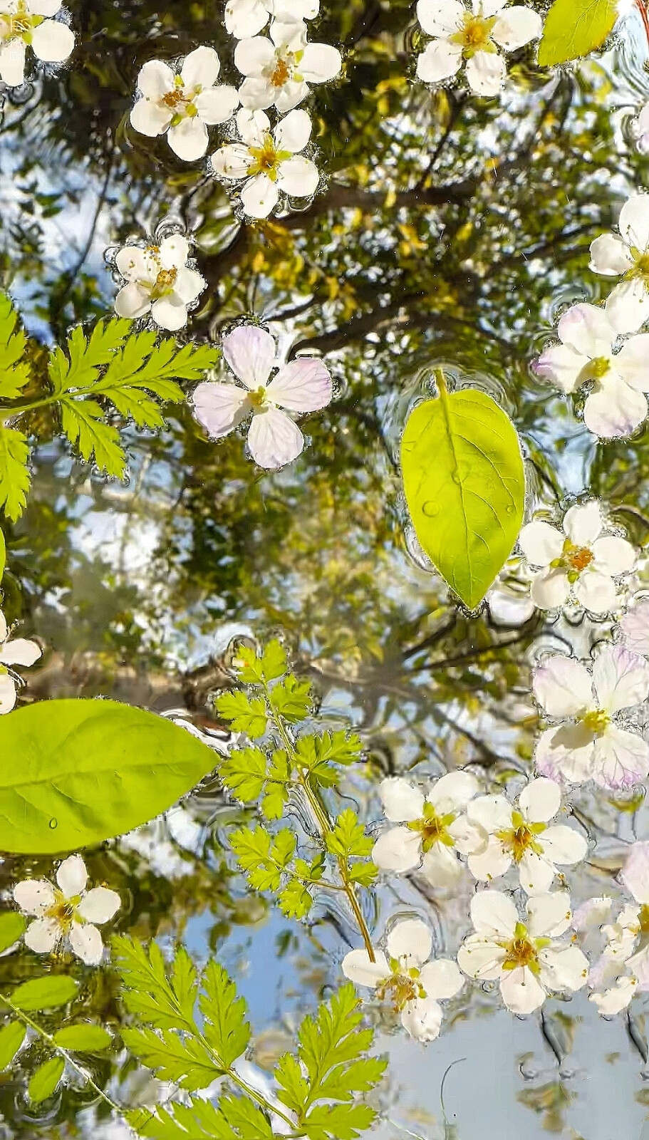 水中花