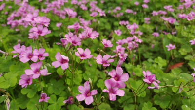 ４月15日，在江西吉安后河·梦回庐陵景区邂逅红花酢浆草花海，花开灿烂，美丽极了！