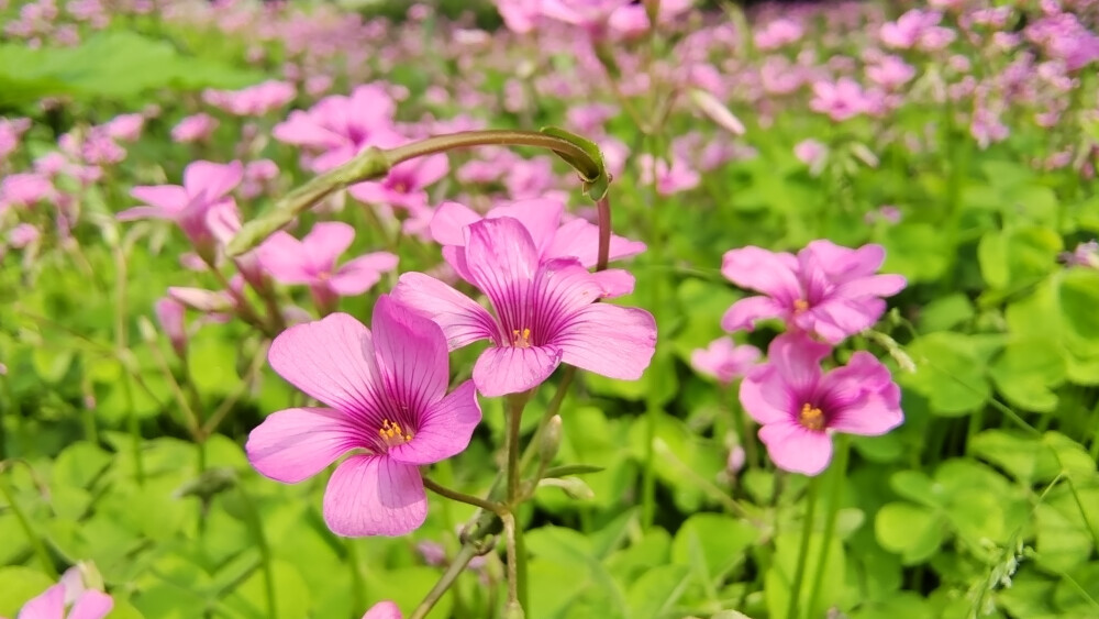 ４月15日，在江西吉安后河·梦回庐陵景区邂逅红花酢浆草花海，花开灿烂，美丽极了！