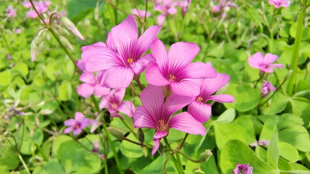 ４月15日，在江西吉安后河·梦回庐陵景区邂逅红花酢浆草花海，花开灿烂，美丽极了！