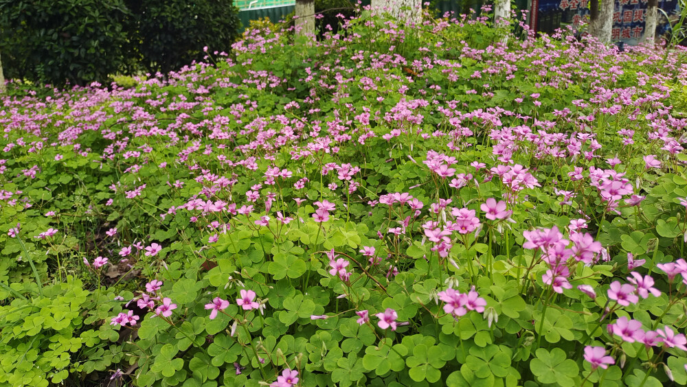 ４月15日，在江西吉安后河·梦回庐陵景区邂逅红花酢浆草花海，花开灿烂，美丽极了！