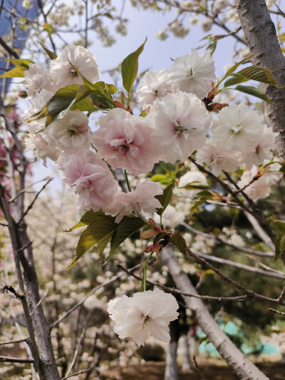 樱花（2024.4.14 清徐 东湖公园）