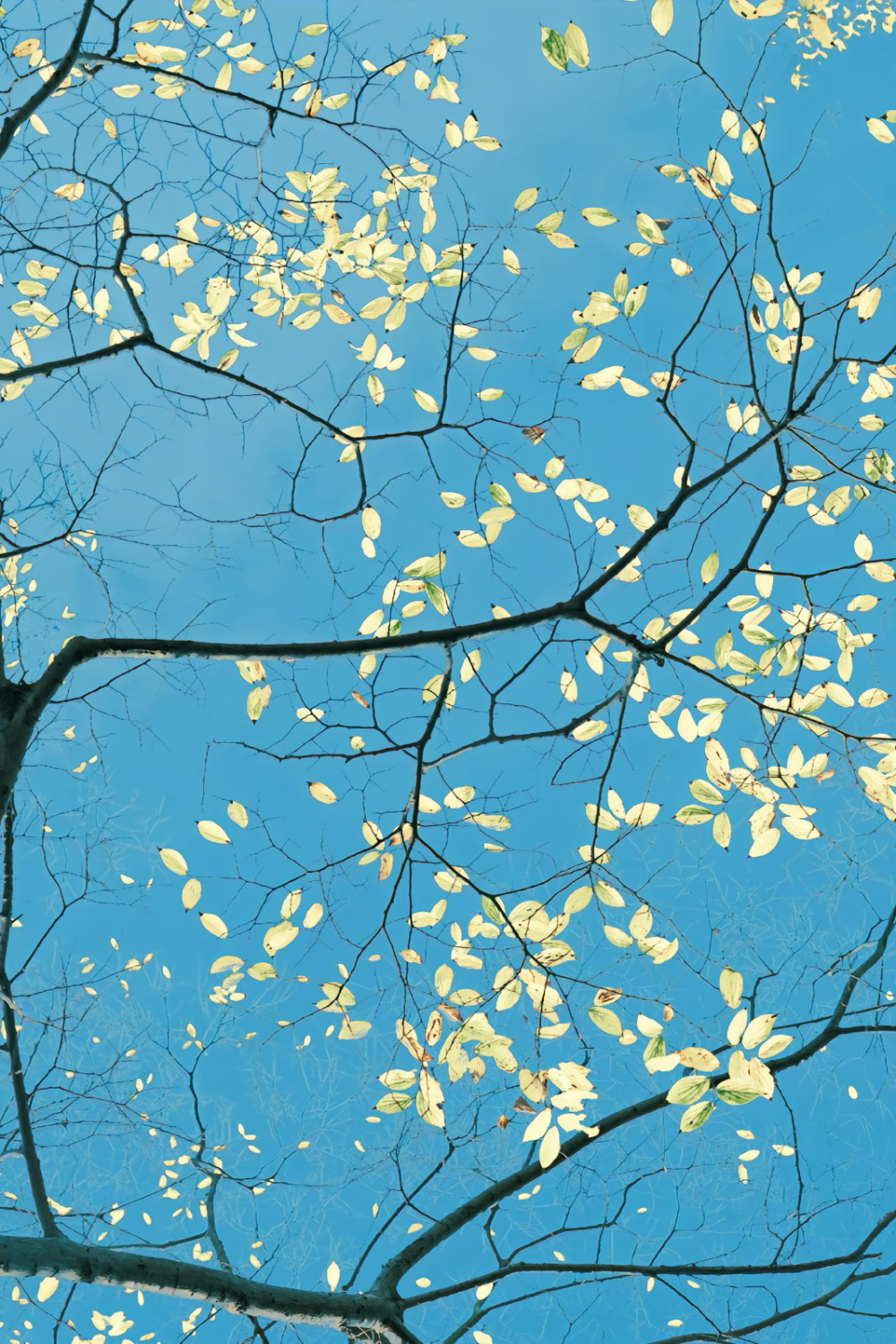 春- 高清图片,堆糖,美图壁纸兴趣社区