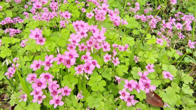 ４月15日，在江西吉安后河·梦回庐陵景区邂逅红花酢浆草花海，花开灿烂，美丽极了！