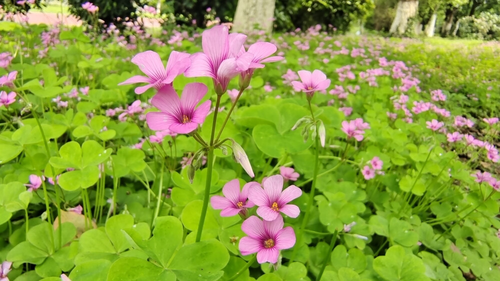 ４月15日，在江西吉安后河·梦回庐陵景区邂逅红花酢浆草花海，花开灿烂，美丽极了！