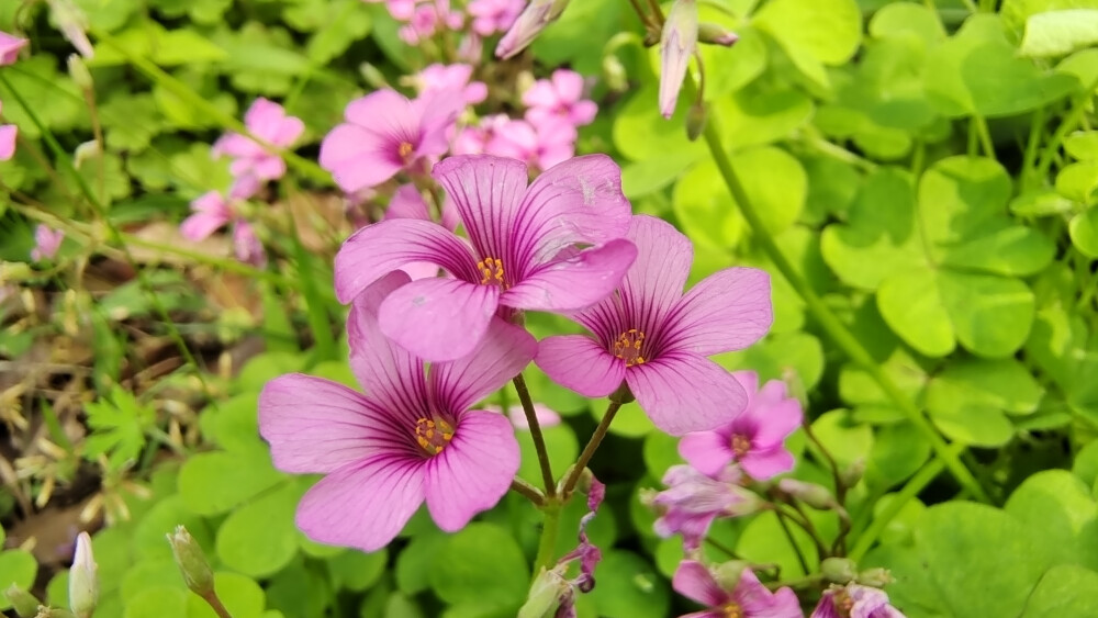 ４月15日，在江西吉安后河·梦回庐陵景区邂逅红花酢浆草花海，花开灿烂，美丽极了！