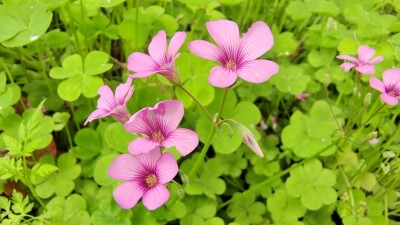 ４月15日，在江西吉安后河·梦回庐陵景区邂逅红花酢浆草花海，花开灿烂，美丽极了！