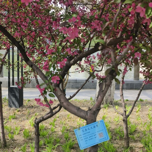 高原之火海棠(龙潭公园) - 高清图片,堆糖,美图壁纸兴趣社区