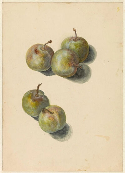 Study Sheet with Five Plums,
1880,Watercolour,22.4x16cm
