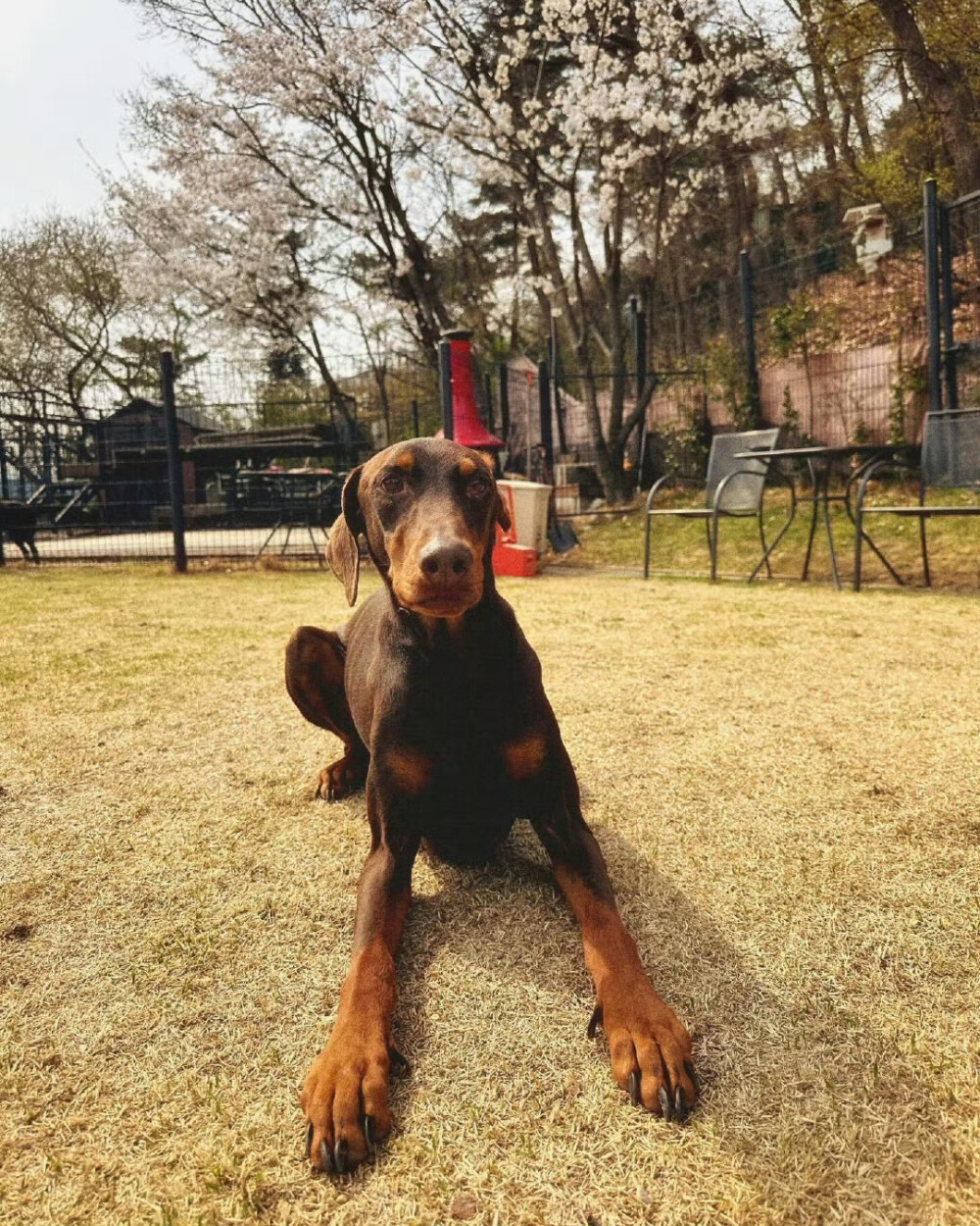 240414
Bam's dad 田柾国ins更新bam相关