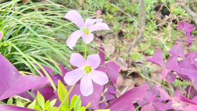 小花也可爱：“紫叶酢浆草”欣赏