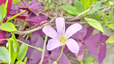 小花也可爱：“紫叶酢浆草”欣赏